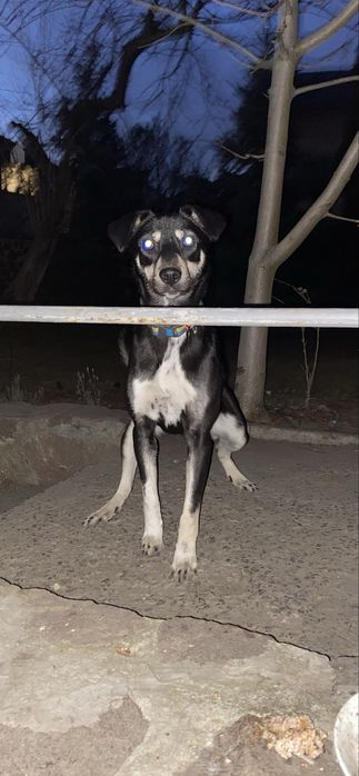 Відаю дівчинку з вакцинами 4 місяці «Альфа»