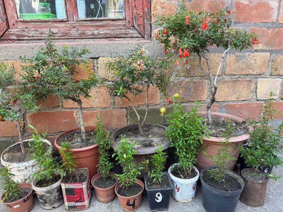 Карликовый гранат Нана (комнатный)