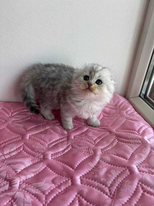 Шотландский котенок, Хайленд фолд , питомник