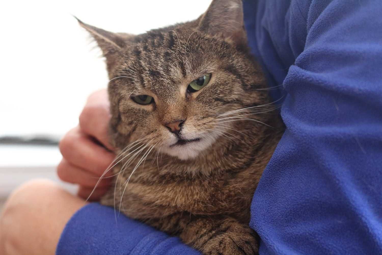 Burcysia młoda, wesoła koteczka do adopcji