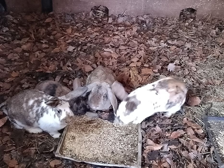 Króle króliki króle