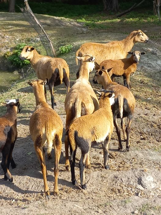 Sprzedam Owce Kameruniskie