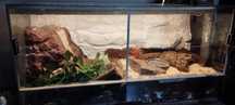 Terrarium dla gadów