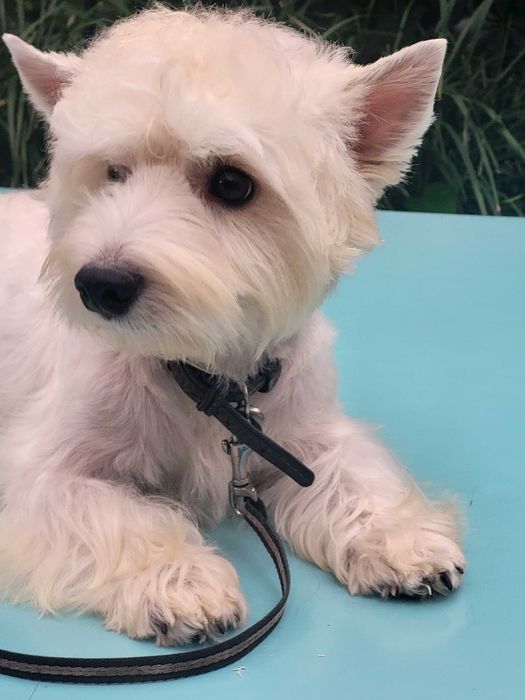 Вест Хайленд Уайт Тер'єр/West Highland White Terrier, цуценята .