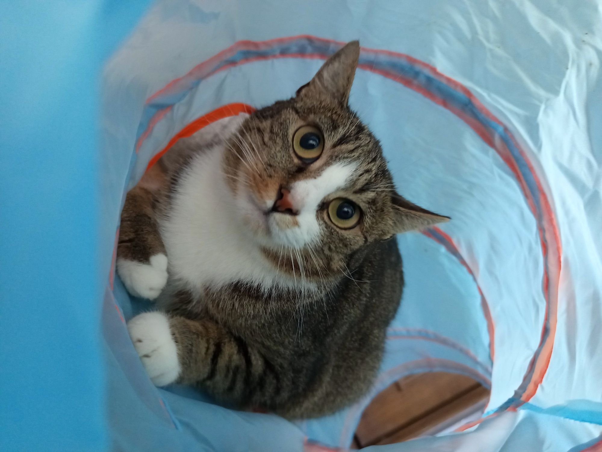 Plamka już drugi raz wróciła z adopcji ;(