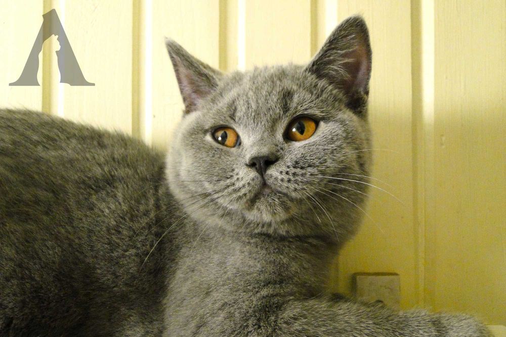 Koty brytyjskie krótkowłose / kocurek niebieski / FPL / Akneri*PL