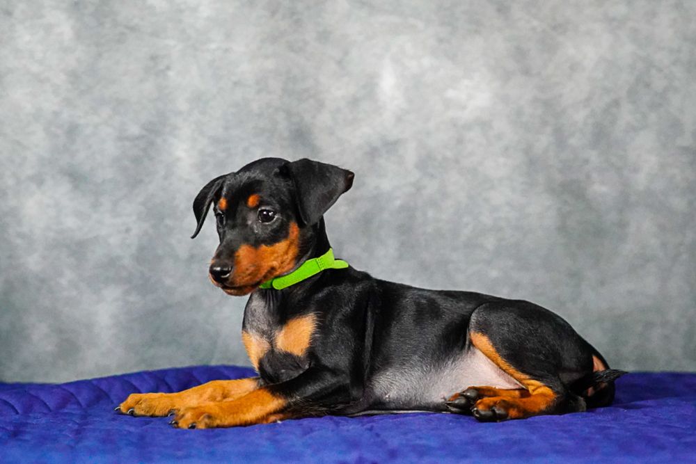 Pinczer średni - suczka już do odbioru