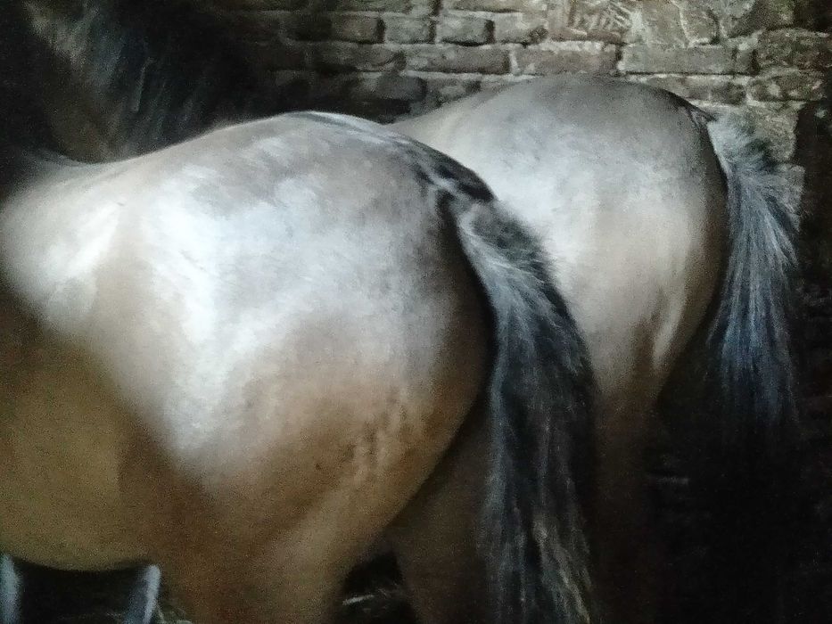 klacze konika polskiego 27 miesiecy