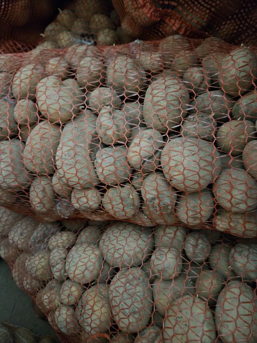 Ziemniaki odpadowe paszowe