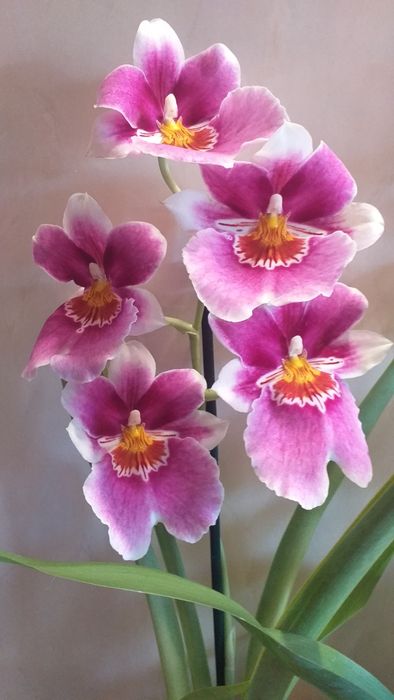 орхидея Мильтония.