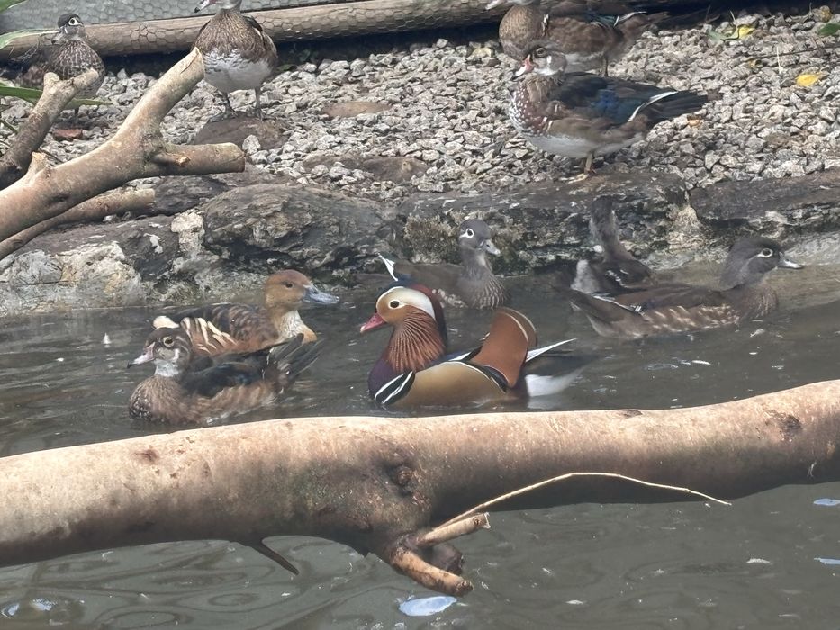 Patos ornamentais