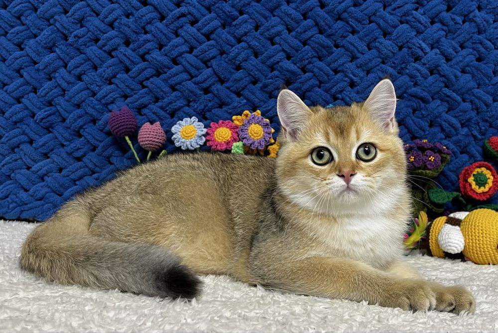Шотландський котик