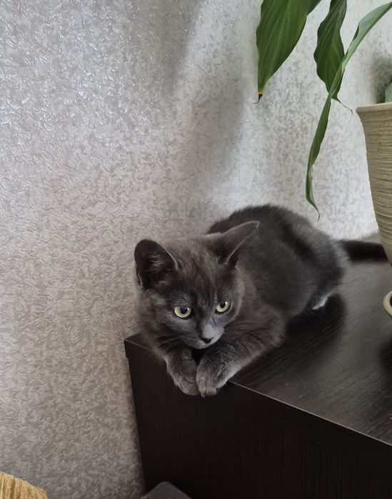 Віддам в добрі руки кошеня