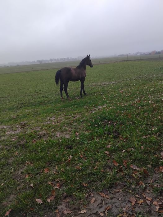 Ogierek Śląski szpak