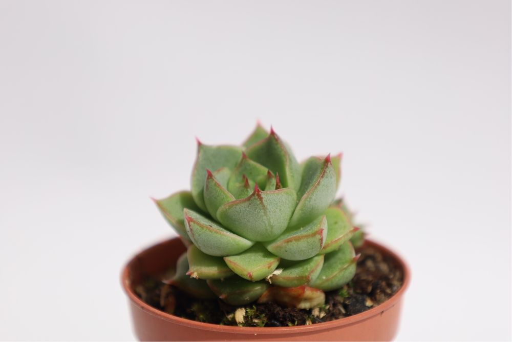 Suculenta Echeveria Purpusorum