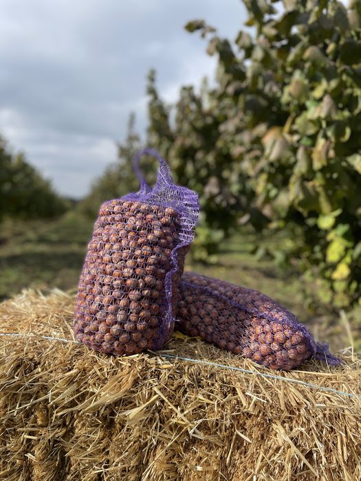 Фундук ліщина лісовий горіх