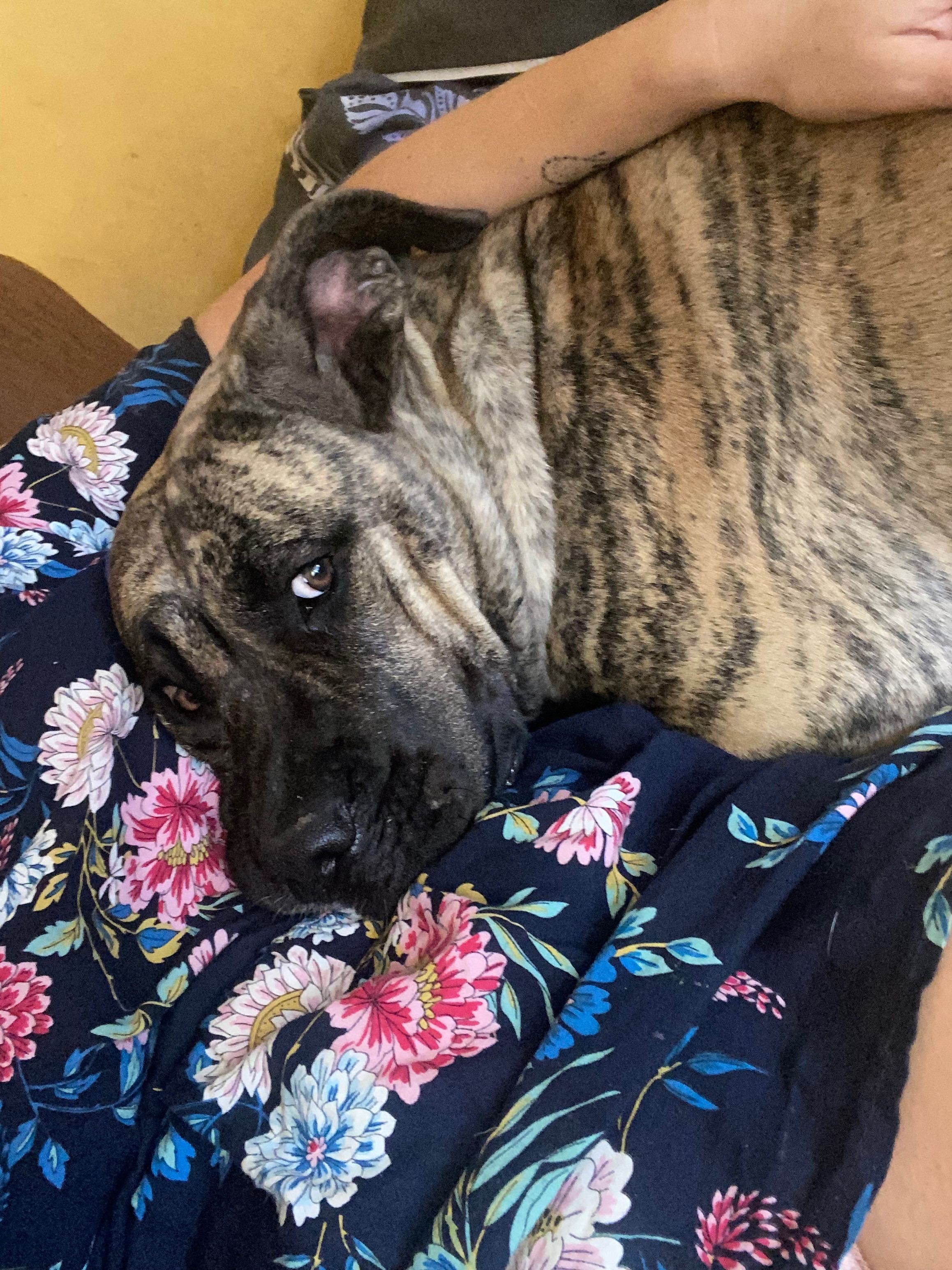 Suczka do adopcji w typie Presa Canario