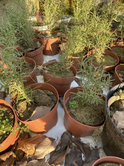 Продам сажанці декоративні і плодові рослини