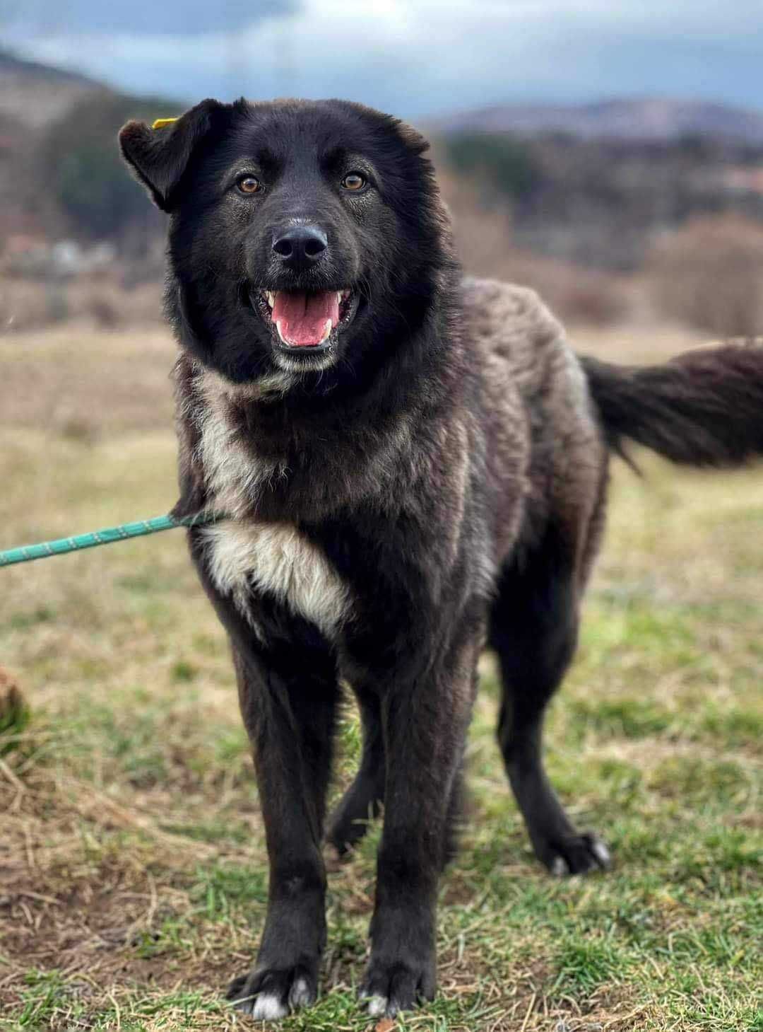 GOG - 1 rok, piękny i mądry pies uratowany w Bułgarii