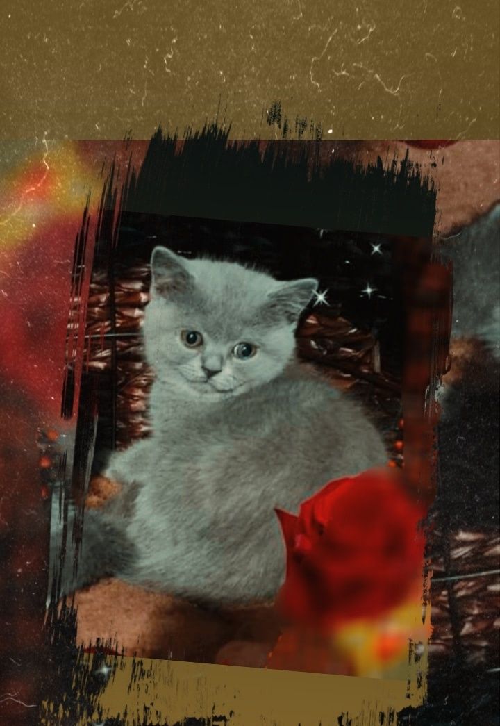 Kot brytyjski niebieski bicolor