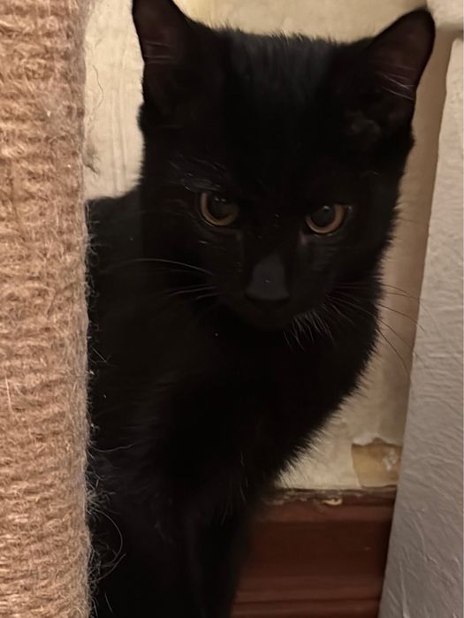 Котенок мальчик в хорошие руки