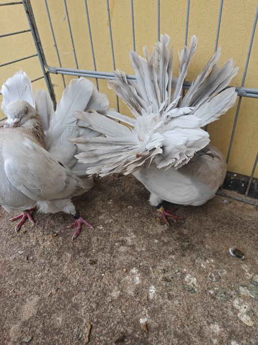 Pawiki perłowe para