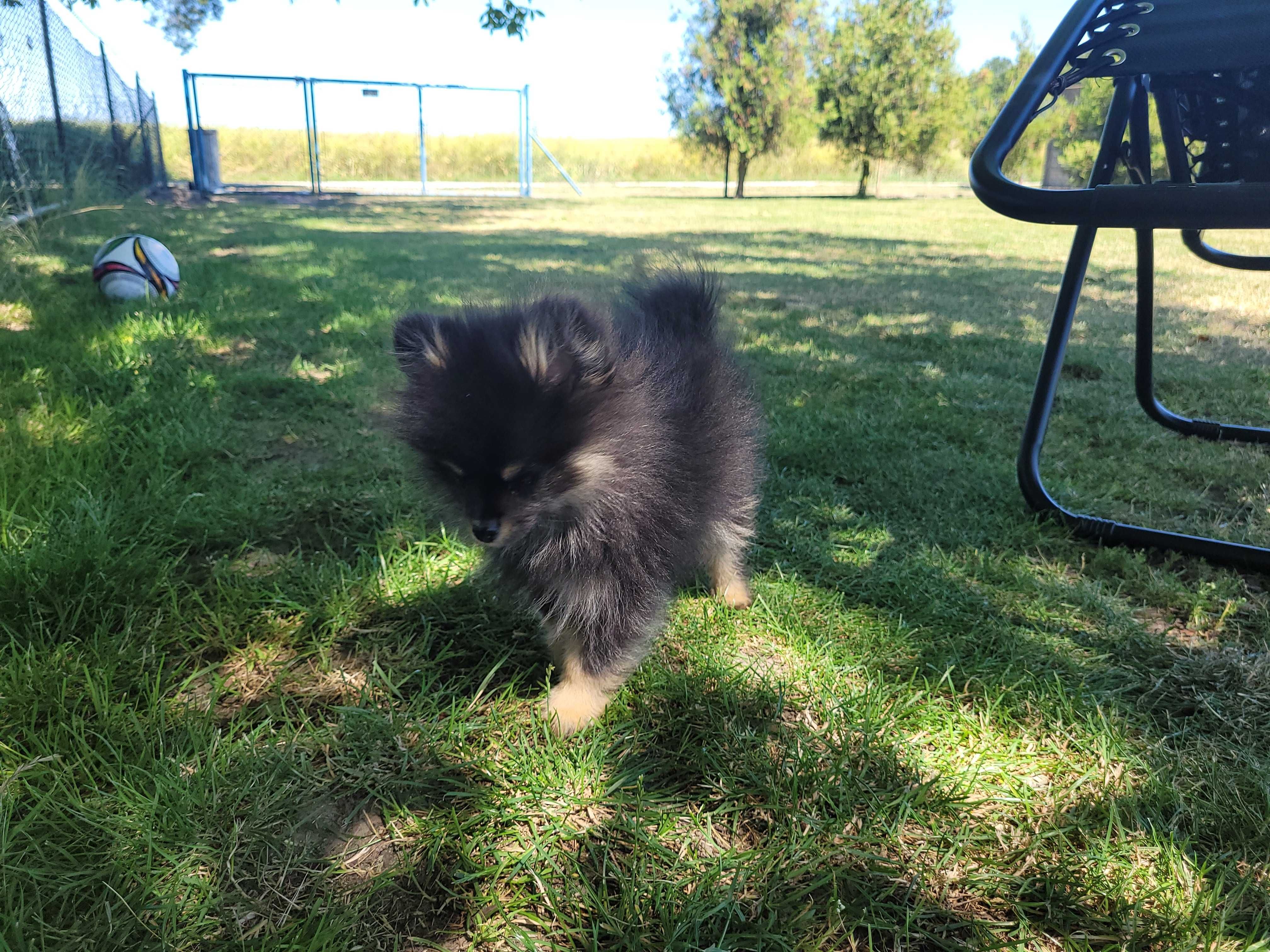Pomeranian piesek