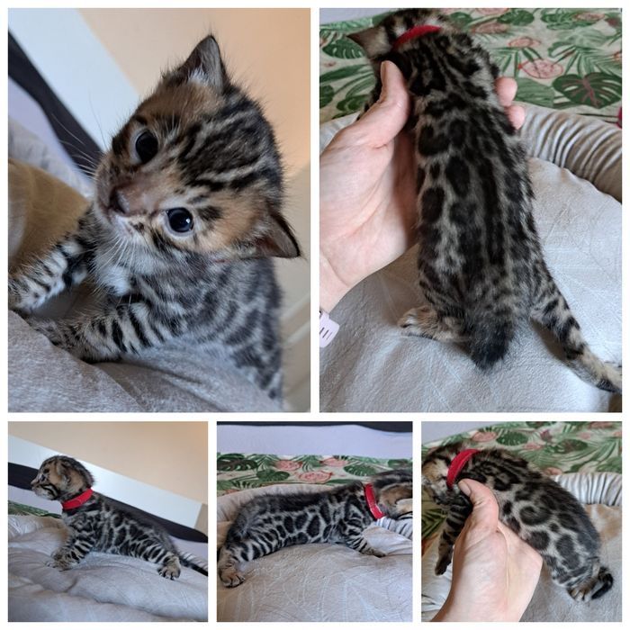 Kot bengalski kocurek bengal