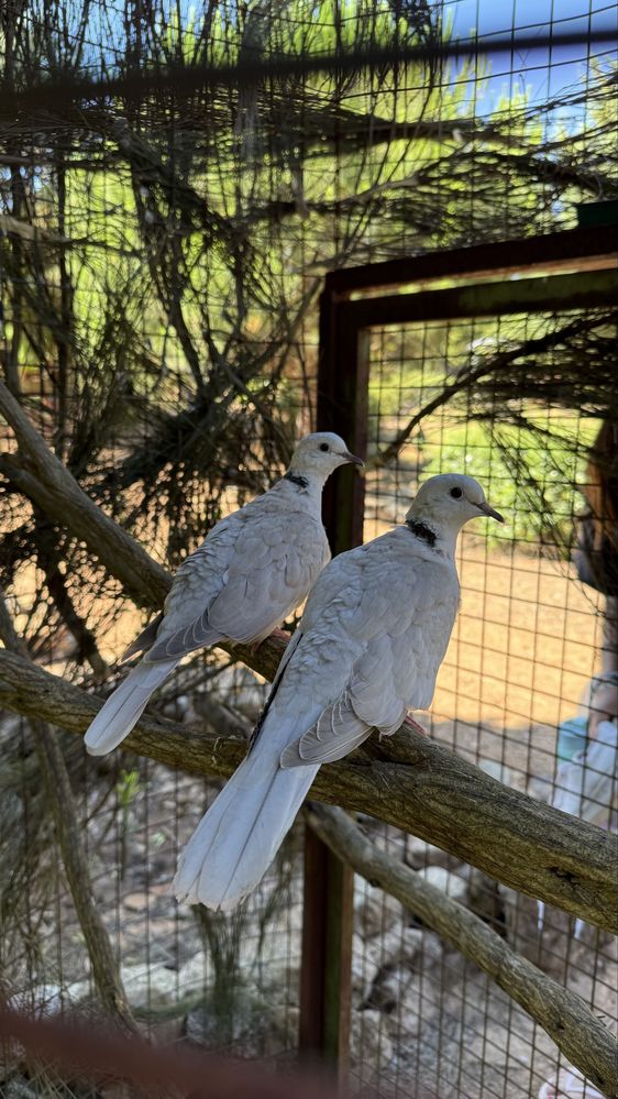 Casal de rolas streptopelia risoria