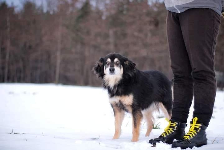 Poznajcie prawdziwego psiego dżentelmena Nigela!