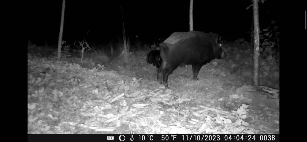 Фотоловушка, мисливська камера Suntek 301MINI