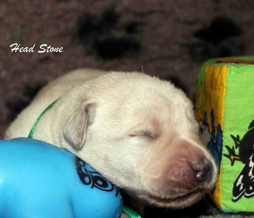 Лабрадор ретривер Щенки