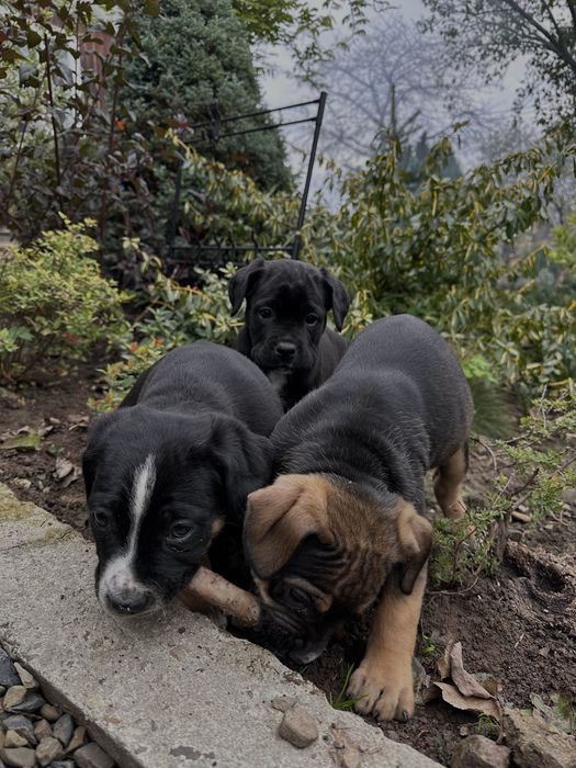 продаю собачок кане корсо