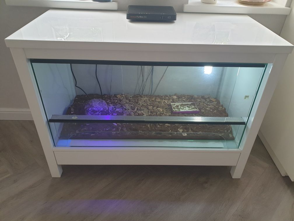 Duże terrarium w estetycznej, białej zabudowie