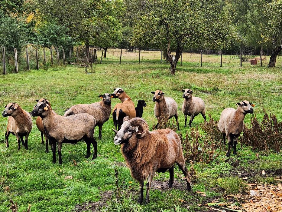 Sprzedam Owce kameruńskie