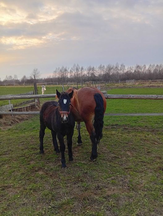 Sprzedam klacz ze źrebakiem