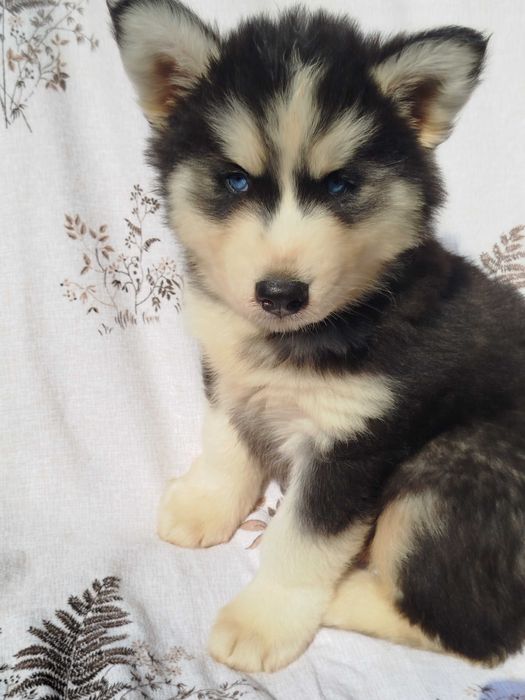 Siberian Husky piesek tel.-5.7.5.3.0.2.0.3.9.