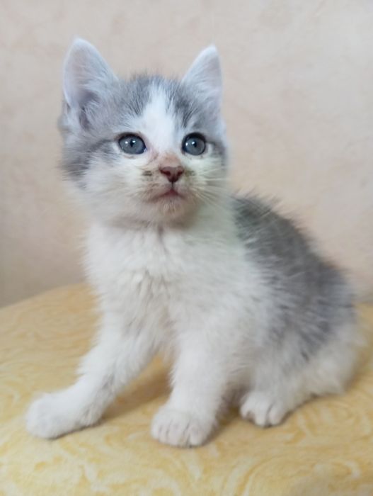 Віддам кошенят. Кошенята шукають господарів