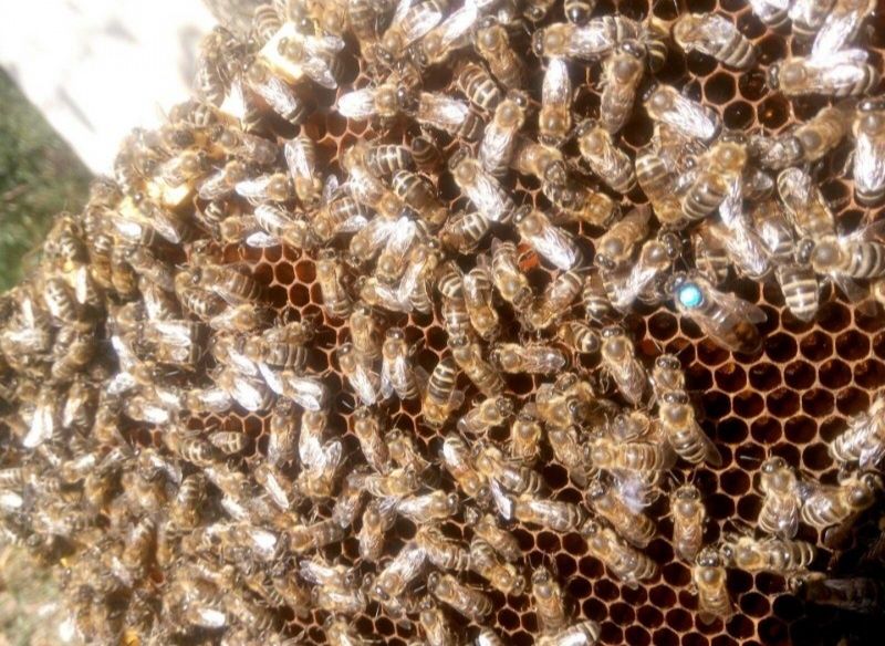 Бджолопакети Карпатка Карника