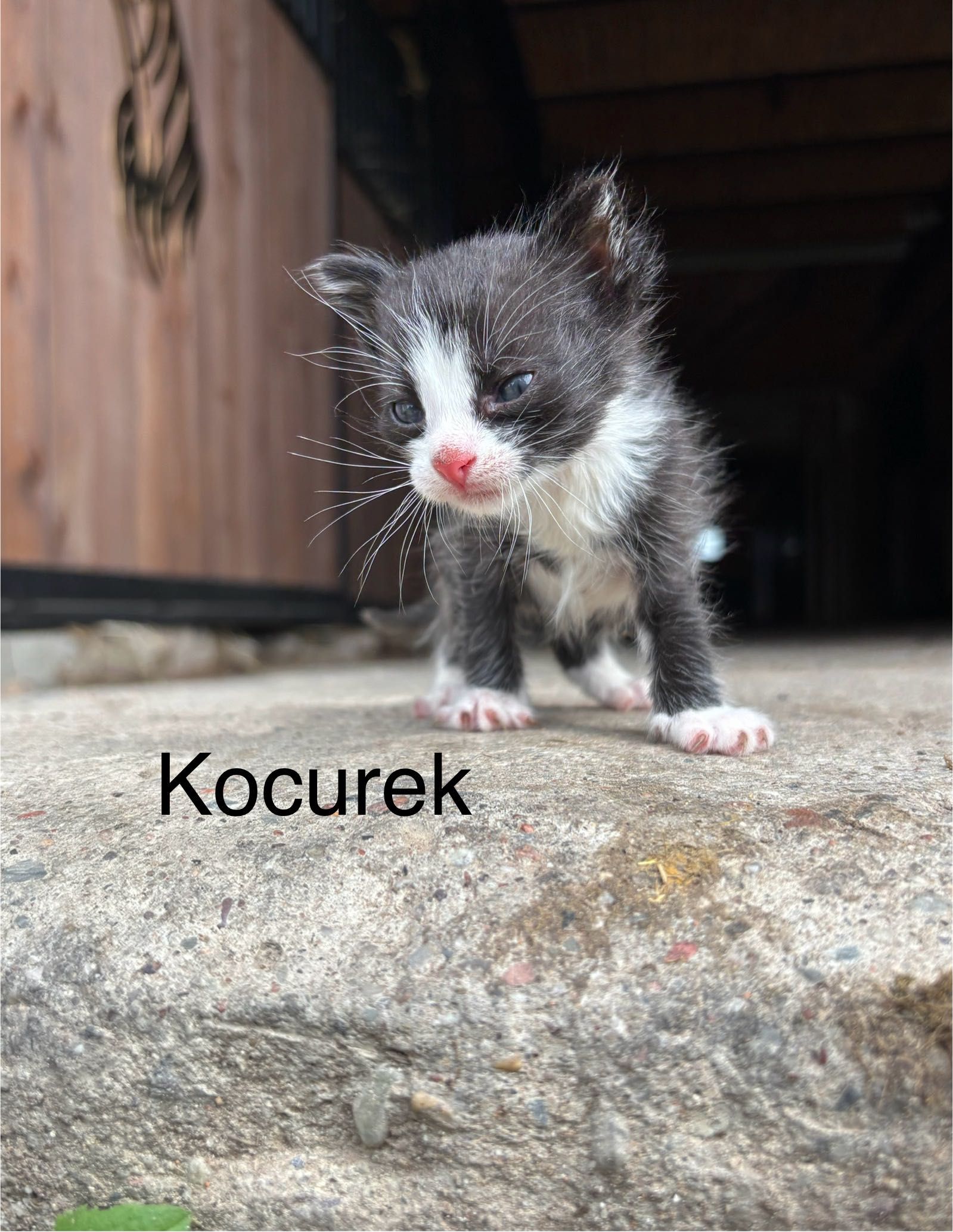 ODDAM kotki w dobre ręce