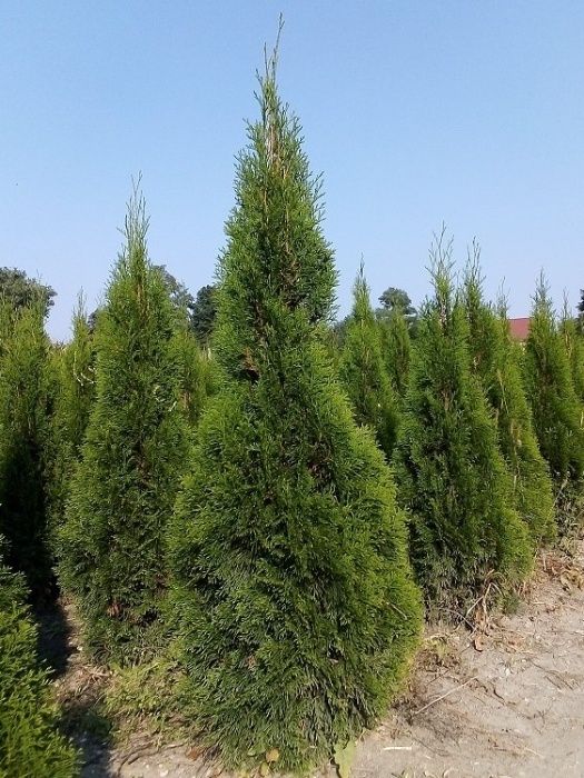 Thuja Smaragd 160,180,200,220 cm! Dowóz! Sadzimy! Tuja Szmaragd! Tuje!