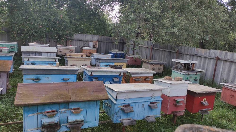 Продається пасіка