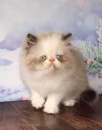 Продам персидське кошеня хлопчик в любимки