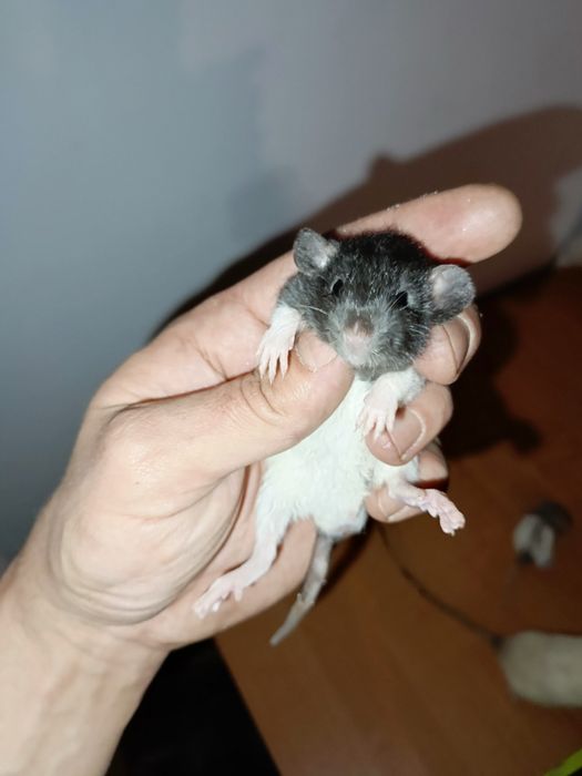 Szczury Dumbo -rex