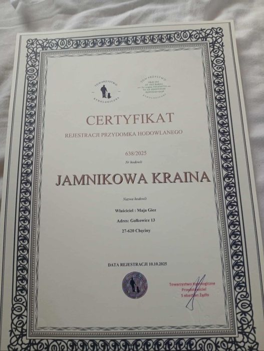 Jamnik króliczy miniaturka