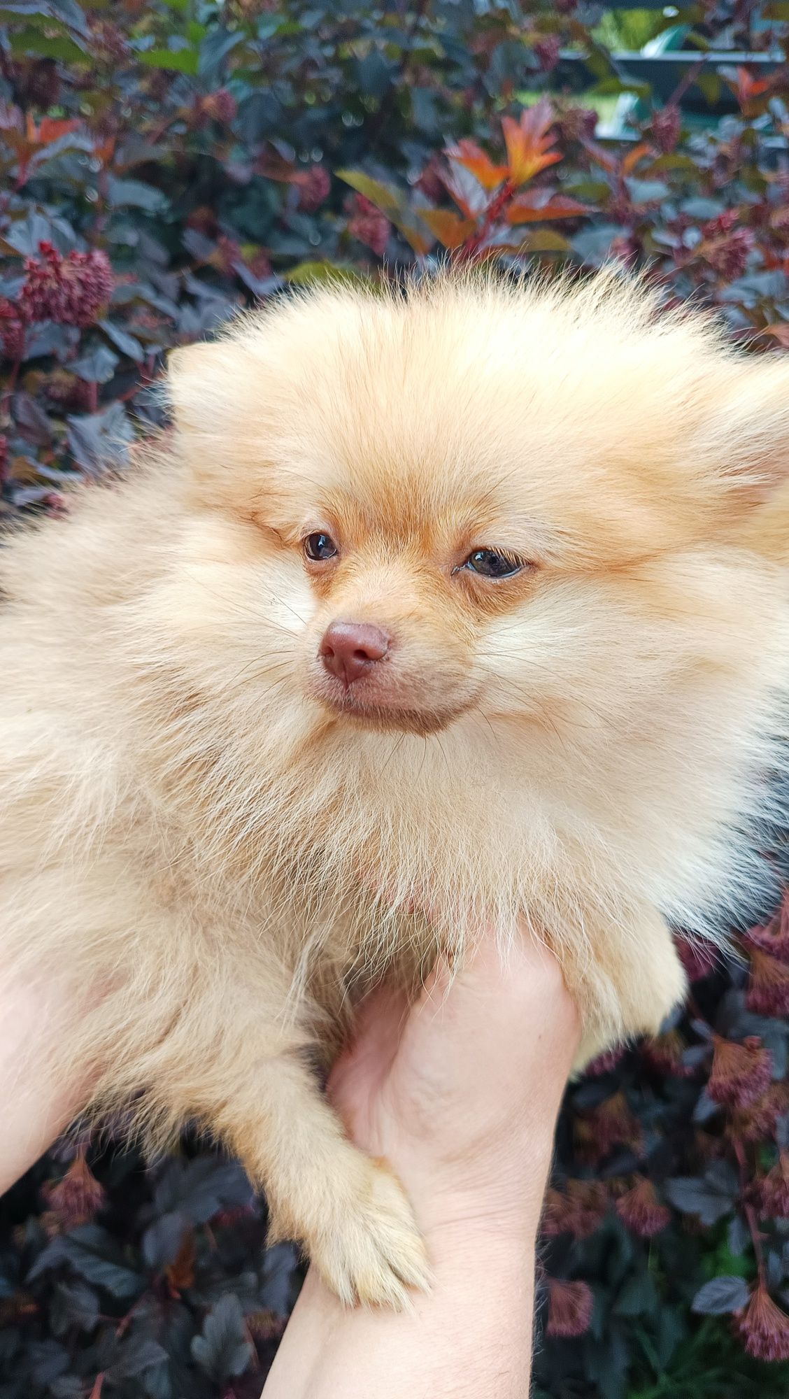 Pomeranian Szpic miniaturowy