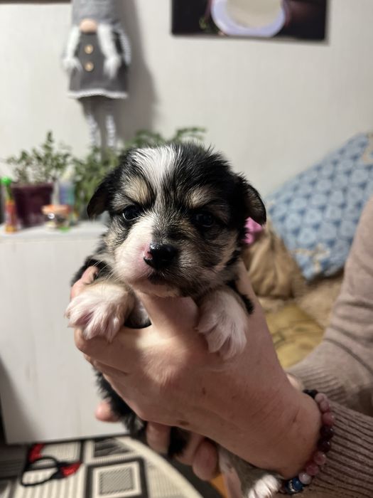 Собачка маленької породи в добрі руки