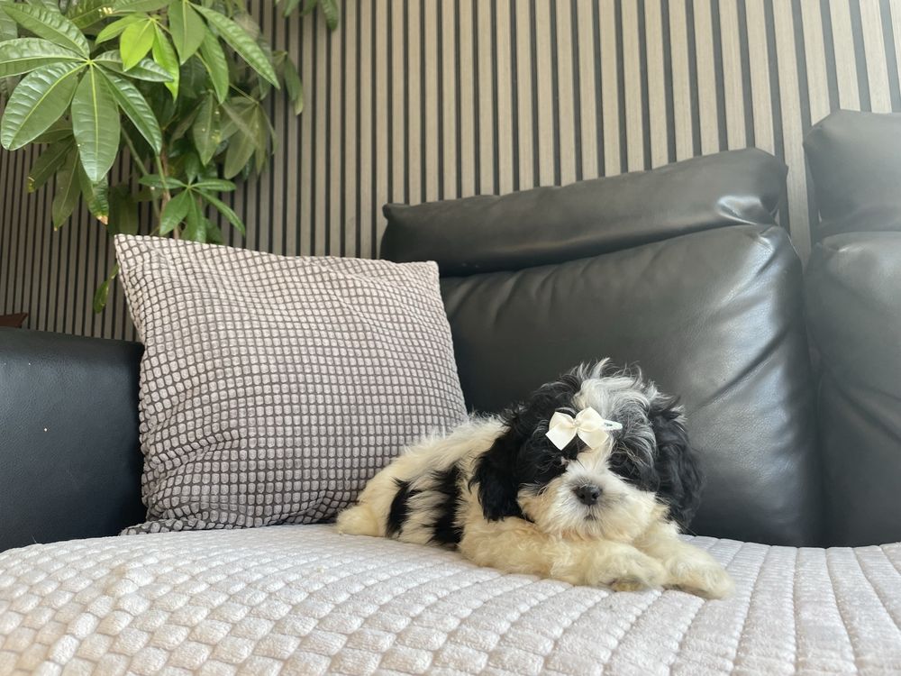 Shihtzu excelente qualidade