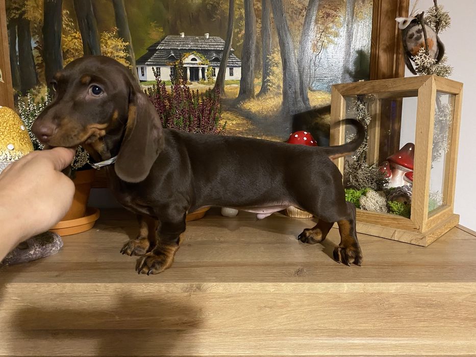 Jamnik piesek czekoladowy