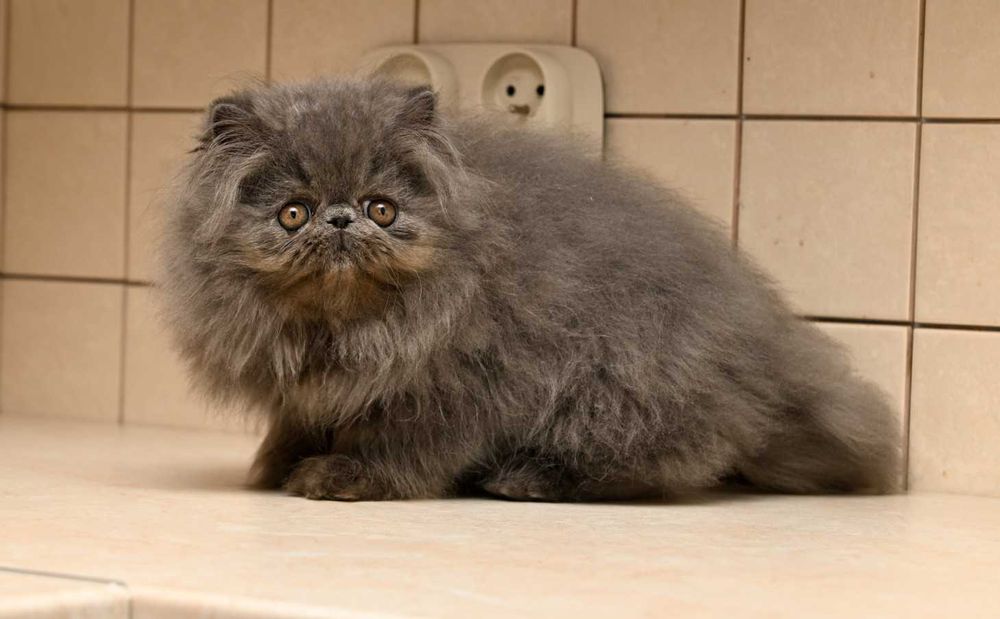 niebieski pers, kot perski, kocięta perskie